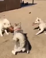 174825761442367136.mp4