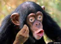 monke.jpg