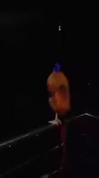 1597980102740.mp4