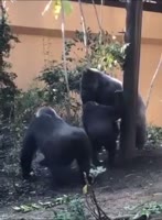 aE0Xg3o460svav1.mp4