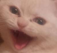 которёт.jpg