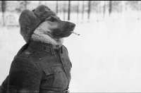 funny-pictures-dog-Прикольные-картинки-собака-8649583.jpeg