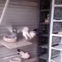 16698908513780.mp4