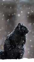белка-снег-8658499.webm