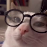 luna-cat-crunchy-cat.mp4