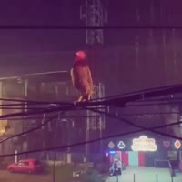 17486194223571.webm