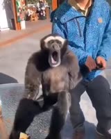 16832254525860.webm