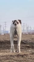 17468772782200.mp4