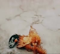 17490358372580.mp4