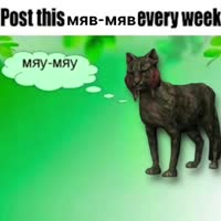 kmzonacat.mp4