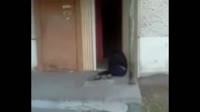 Зомби.webm