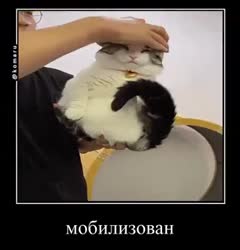 video.mp4