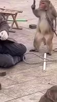17297128847520.mp4