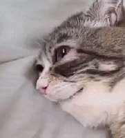 16763183143821.gif