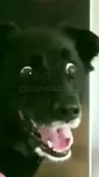 17062041324170.mp4