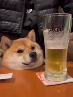 beer-dog-beer.mp4