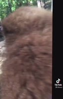 POOG.mp4