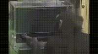 gameplay.gif