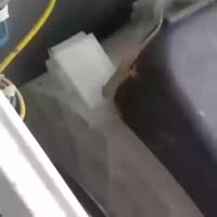 трясунчикус максимус.mp4