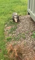 1749674419194.webm