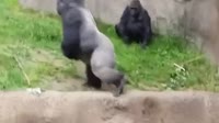 .mp4
