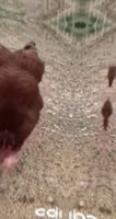 17482525994580.webm