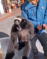 16832254525860.webm