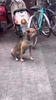 17495785894042.mp4