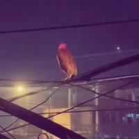 17486194223571.webm