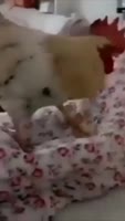 17080980023510.mp4