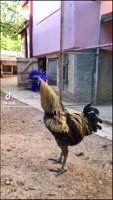 16801918838850.mp4