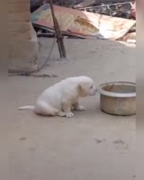 17364655219770.mp4