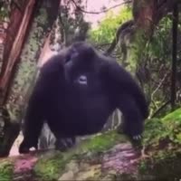 16297244500170.mp4