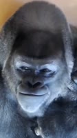 568643456346978.webm