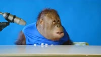 monka.webm