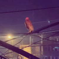 17486194223571.webm