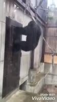 16860013126190.mp4