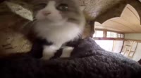 16798407360600.webm