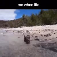 17501923494642.mp4