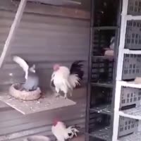 174988375920483715.mp4