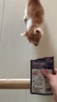16853881200991.mp4