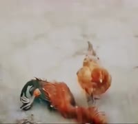 17490358372580.mp4