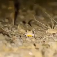 17447362326060.mp4