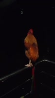 17029937587340.mp4