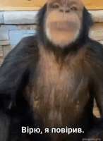 freezy-monkey.gif