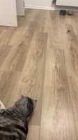 1750928611777.mp4