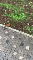 IMG1.MOV