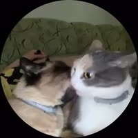 17503035229410.mp4