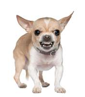 angry-chihuahua-growling-2-years-old-front-white-wall191971-1365.jpg