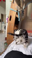 1751030044116.mp4
